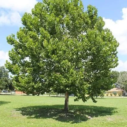 thumbnail for publication: Platanus occidentalis: Sycamore